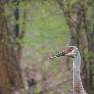 Sandhill Crane