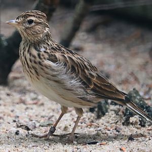 Eurasian skylark (Alauda arvensis)