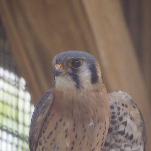 American Kestrel