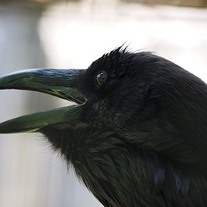 Common Raven