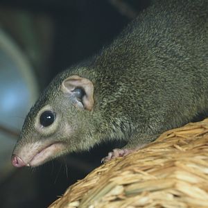 Northern Tree Shrew