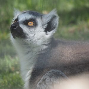 Ring-Tailed Lemur
