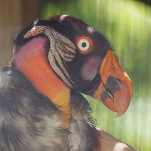 King Vulture