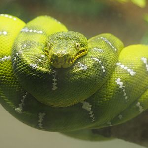 Emerald Tree Boa