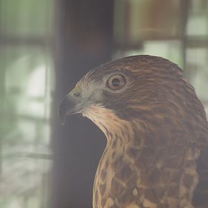 Broad-Winged Hawk