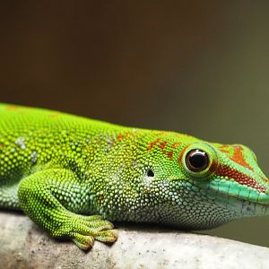 Madagascar Giant Day Gecko