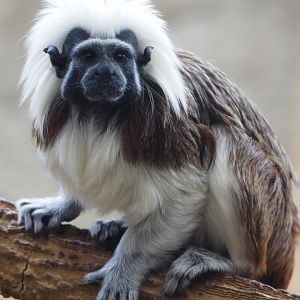Cotton-Top Tamarin