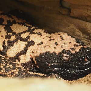 Gila Monster