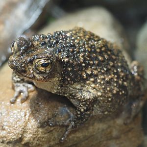 Puerto Rican Crested Toad