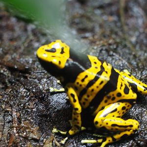 Yellow-Banded Poison Dart Frog