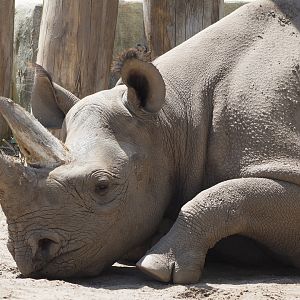 Eastern Black Rhinoceros