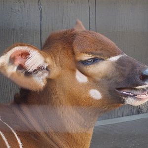 Eastern Bongo Calf 1