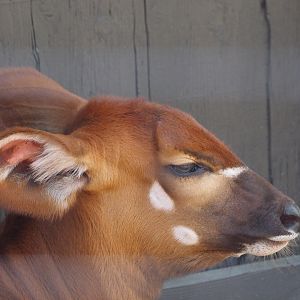 Eastern Bongo Calf 2