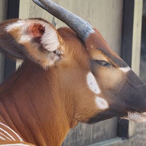 Eastern Bongo