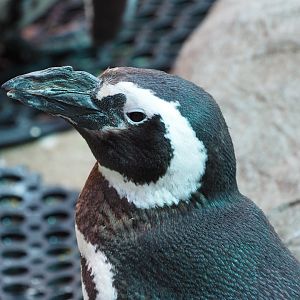 Magellanic Penguin
