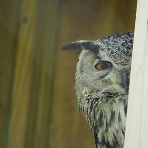 Eurasian Eagle Owl
