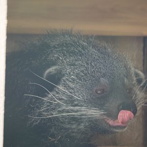 Binturong