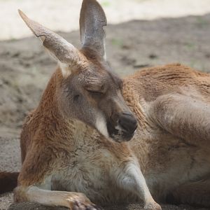 Red Kangaroo