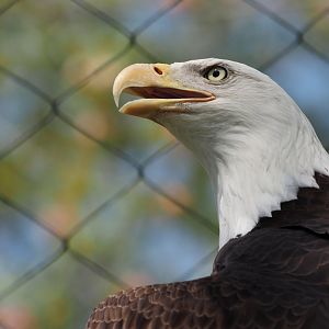 Bald Eagle 2