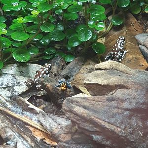 Exciditobates mysteriosus & Ranitomeya imitator