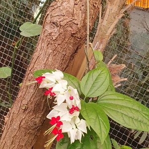 Unknown flower in Dragons in Danger