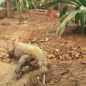 Komodo dragon male 'Satali'