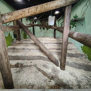 Lar gibbon indoor enclosure (Former common hippo house)