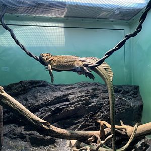 Soa-Soa Water Lizard