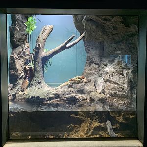 Caiman Lizard Exhibit