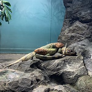 Caiman Lizard
