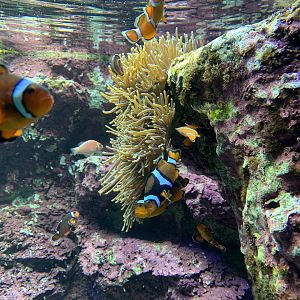 Anomonefish Tank