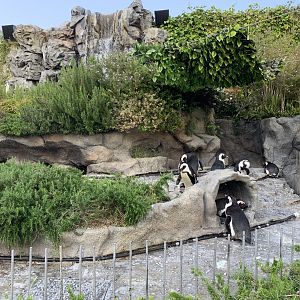 African Penguin Exhibit