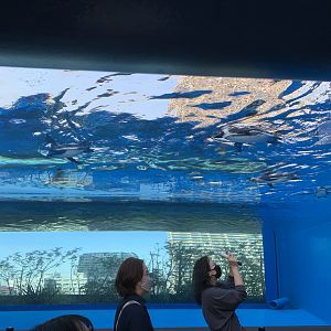 African Penguin Exhibit