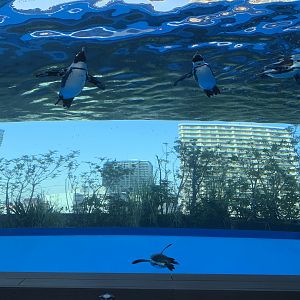 African Penguin Exhibit