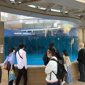 California Sea Lion Exhibit