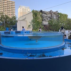 Arawana and Dorado Tank