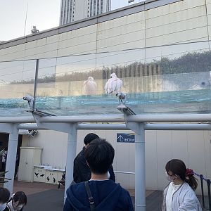 Great White Pelican Exhibit