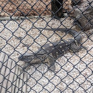 Monitor ID - White-throated Monitor?