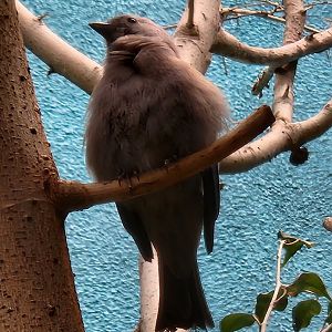 Bird ID - Philadelphia Zoo