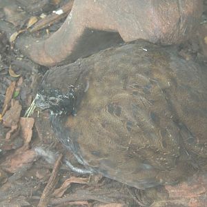 quail sp- dallas world aquarium