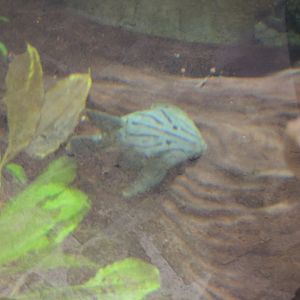 pleco sp- dallas world aquarium