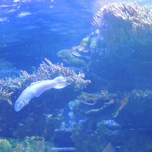 fish sp- dallas world acarium