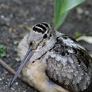 American Woodcock (Scolopax minor)