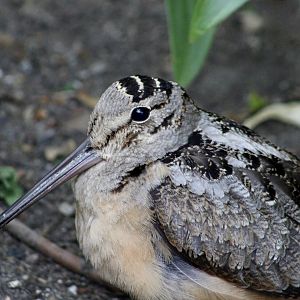 American Woodcock (Scolopax minor)