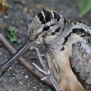 American Woodcock (Scolopax minor)