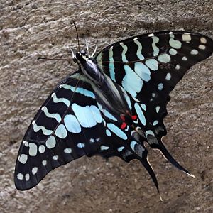 Larger striped swordtail (Graphium antheus)