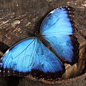 Peleides blue morpho (Morpho peleides)