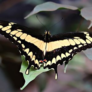 King swallowtail (Papilio thoas)