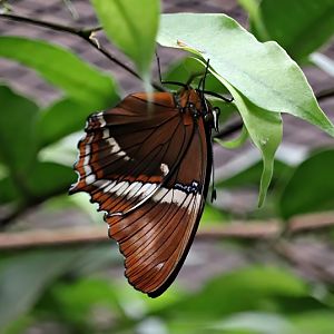 Rusty-tipped page (Siproeta epaphus)