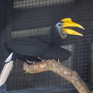 Female wrinkled hornbill (Rhabdotorrhinus corrugatus)